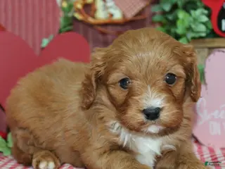 Cavapoo dogs Oliver - Ad 25