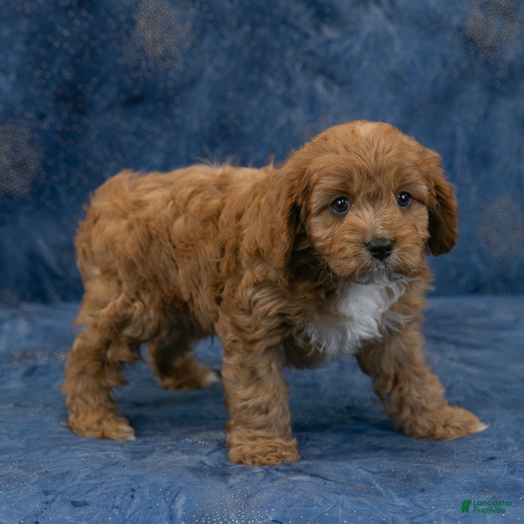 Cavapoo dogs for sale: Buster - Ad 3