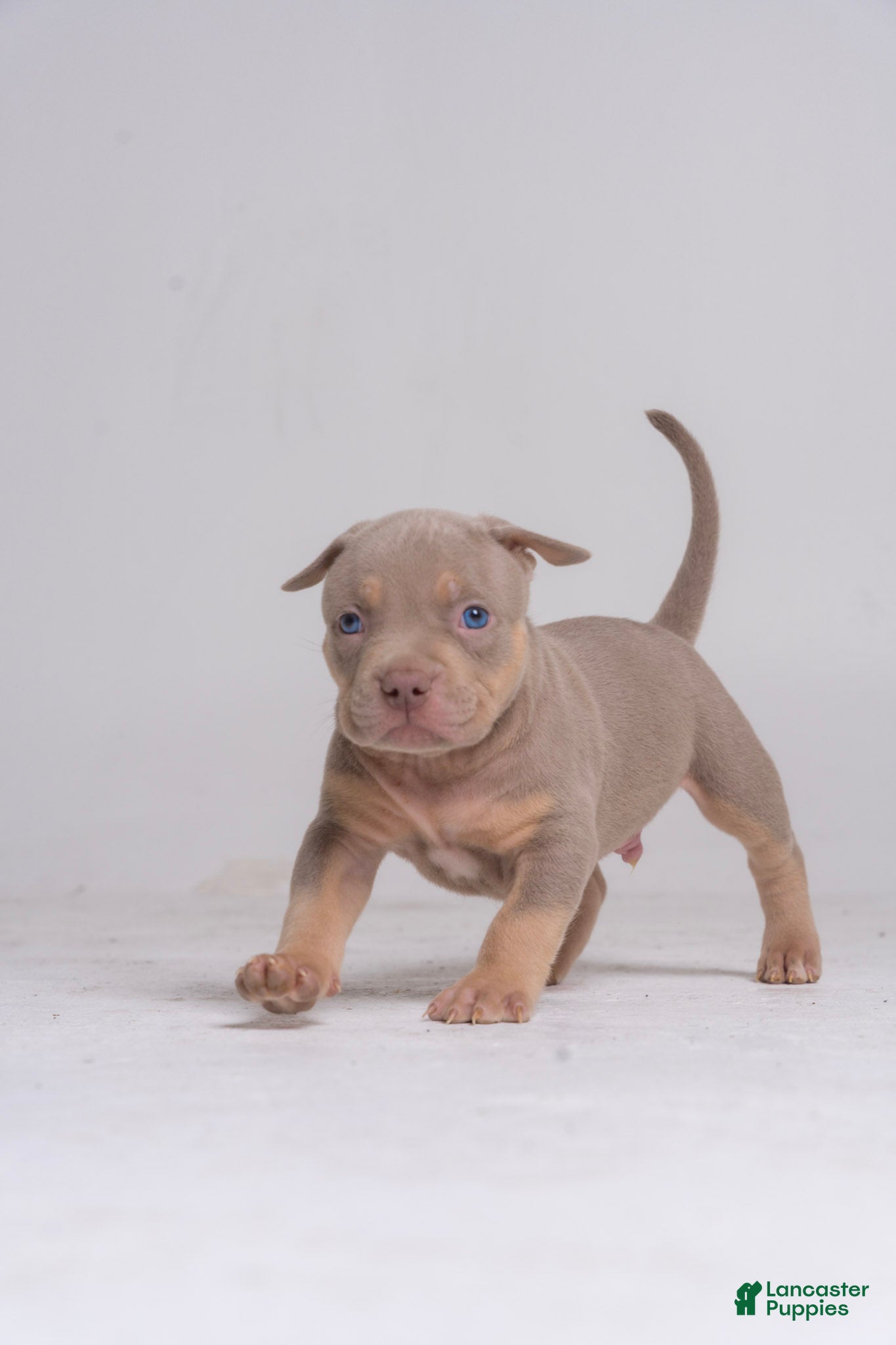 American Bully dogs Brett - Ad 19
