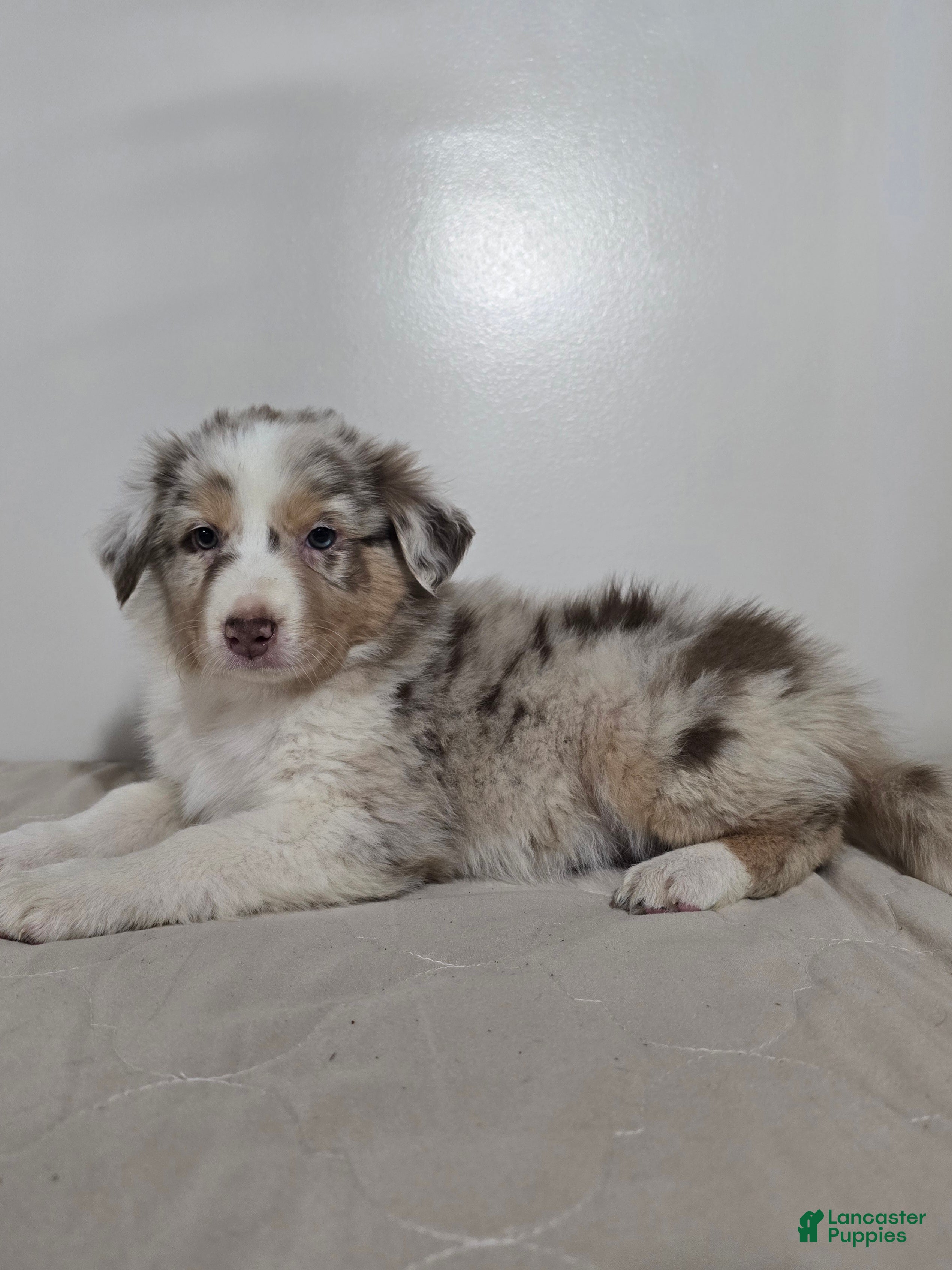 Australian Shepherd dogs Cinnamon  - Ad 2