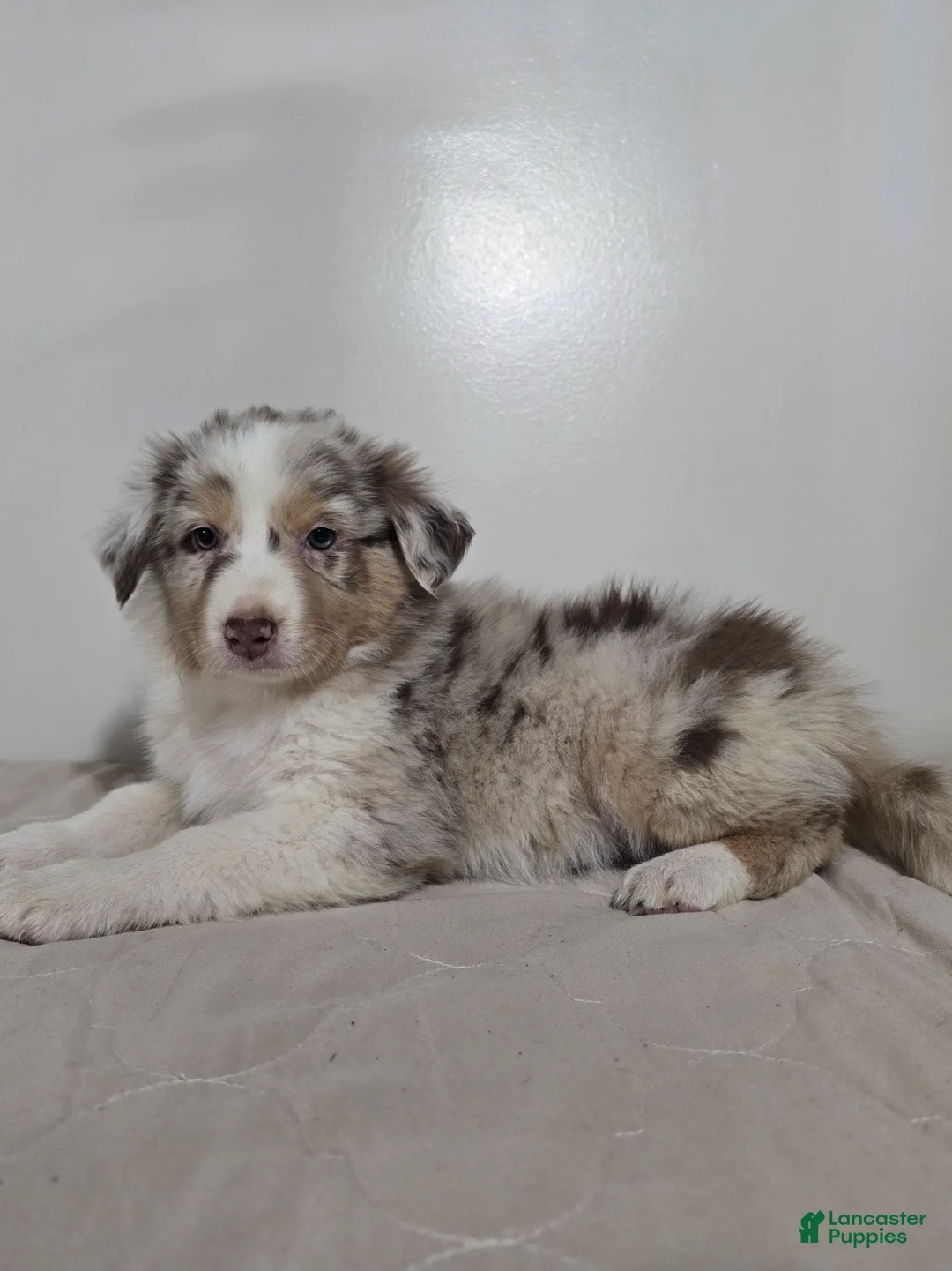 Australian Shepherd dogs for sale: Cinnamon  - Ad 2