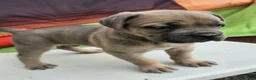Cane Corso dogs for sale: ZEUS - Ad 8