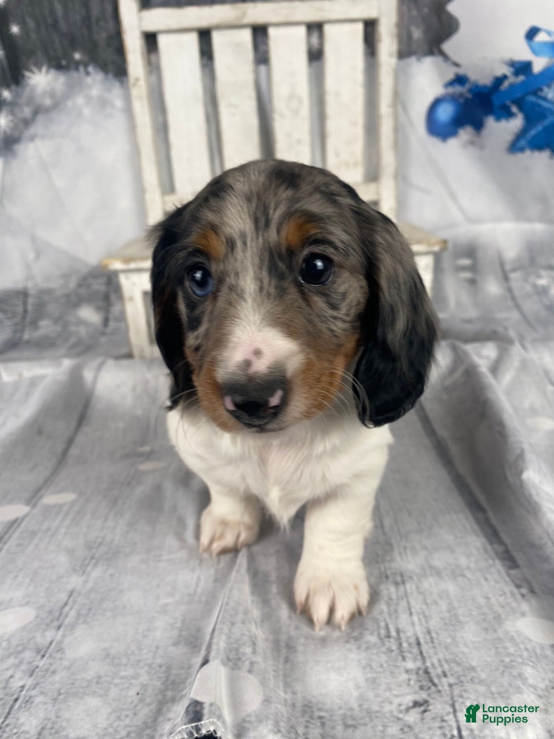 Miniature Dachshund dogs for sale: Milo - Ad 4