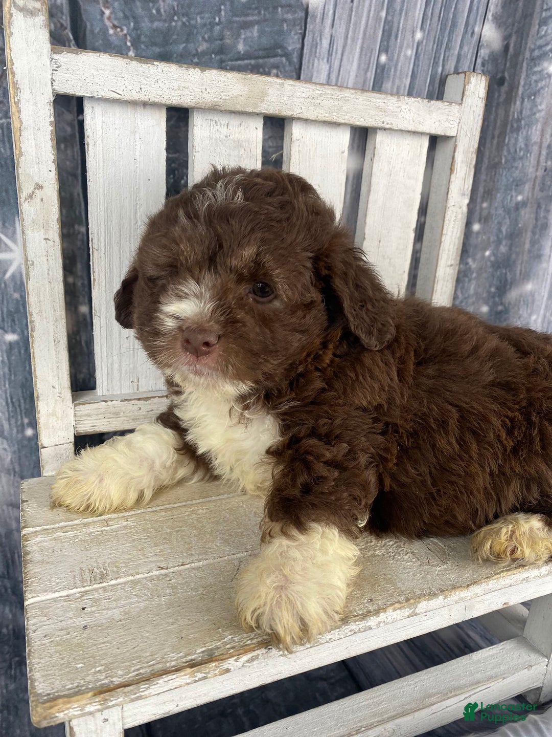 Mini Aussiedoodle dogs for sale: Ike - Ad 12