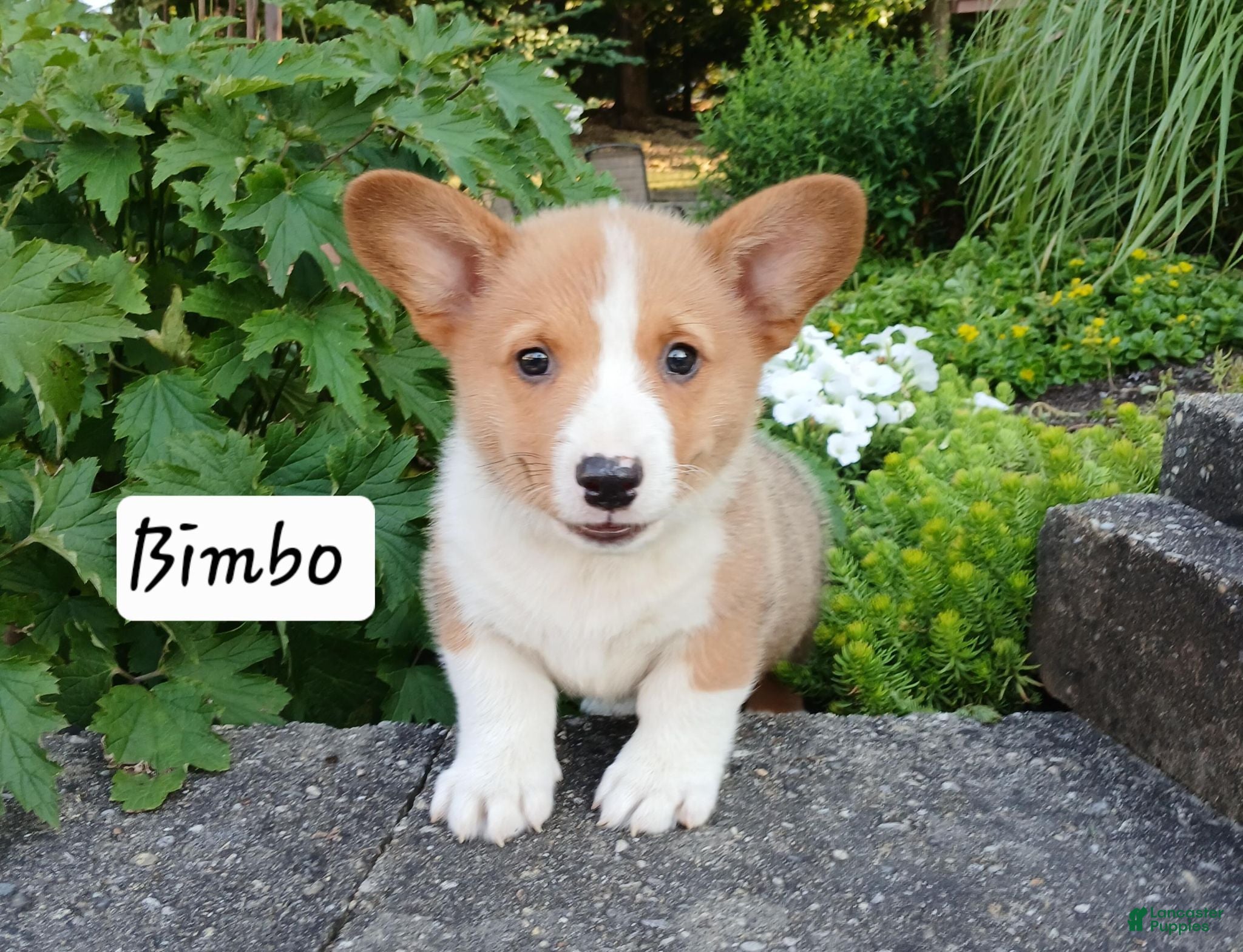 Welsh Corgi Pembroke dogs for sale: Bimbo - Ad 3