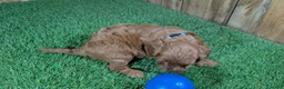 Cavapoo dogs for sale: Sadie Boy 3 - Ad 5