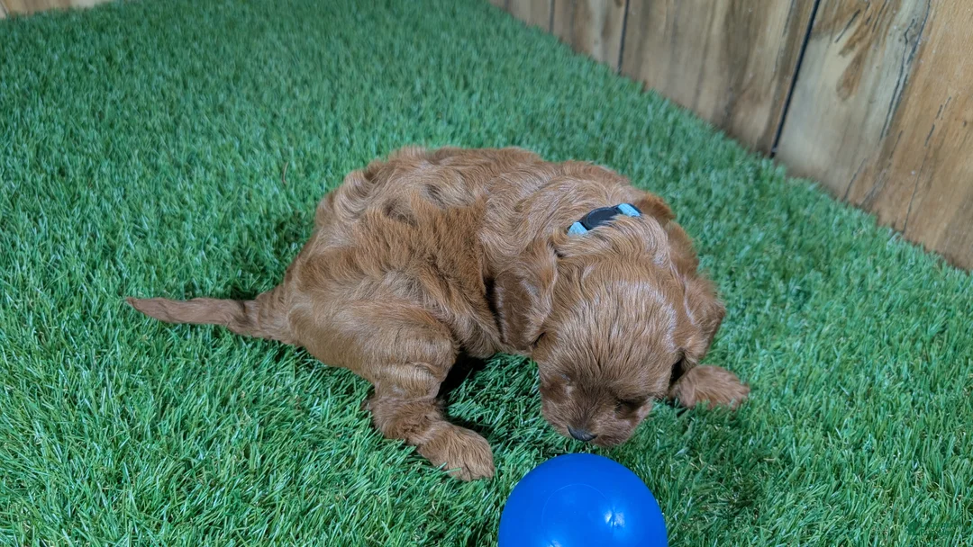 Cavapoo dogs for sale: Sadie Boy 3 - Ad 5