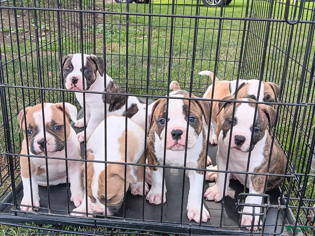 Gallery Image {{count}}