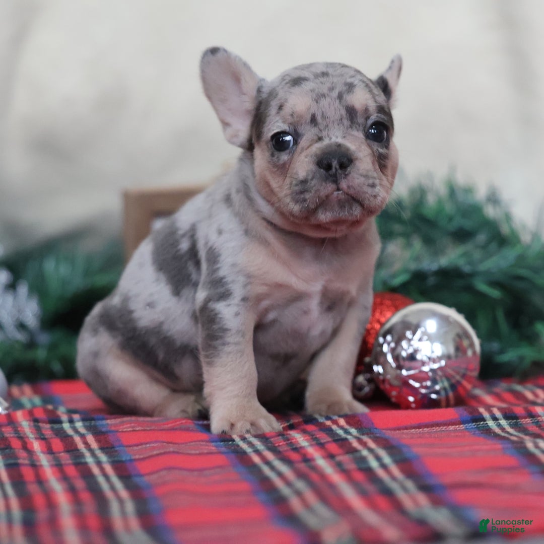 French Bulldog dogs for sale: Amanda - Ad 3