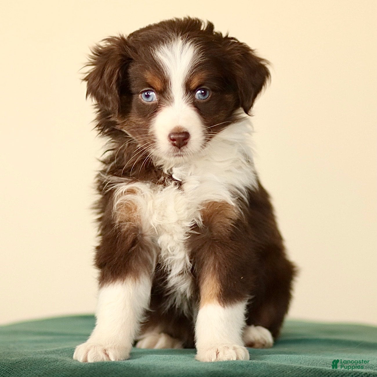 Miniature Australian Shepherd dogs Iona - Ad 32
