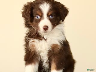 Miniature Australian Shepherd dogs Iona - Ad 32