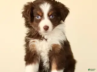 Miniature Australian Shepherd dogs Iona - Ad 35
