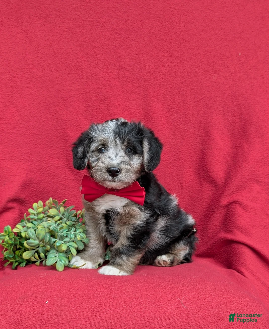 Corgipoo dogs for sale: Dameon - Ad 1