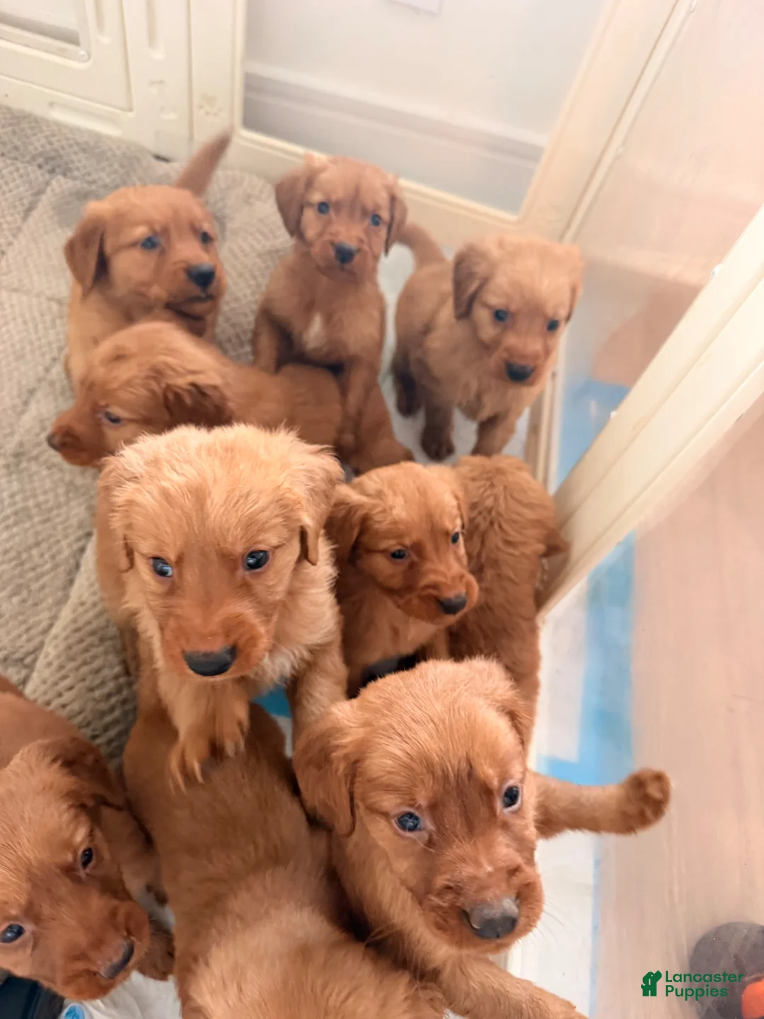 Golden Retriever dogs for sale: Golden Retriever Puppy 7 - Ad 9