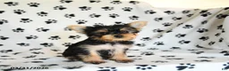 Yorkshire Terrier dogs for sale: Penny - Ad 5