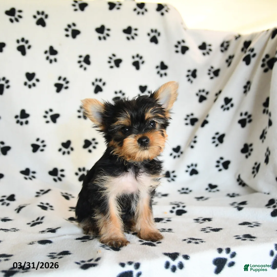 Yorkshire Terrier dogs for sale: Penny - Ad 5
