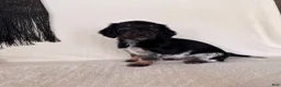 Miniature Dachshund dogs for sale: Matson - Ad 8