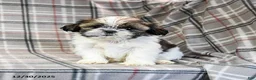 Shih Tzu dogs for sale: Molasses - Ad 9