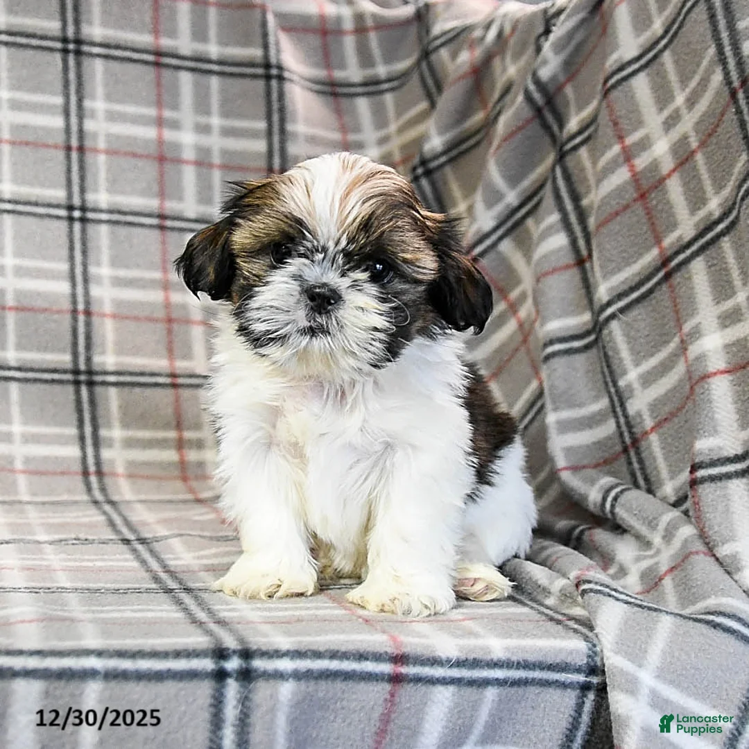 Shih Tzu dogs for sale: Molasses - Ad 9