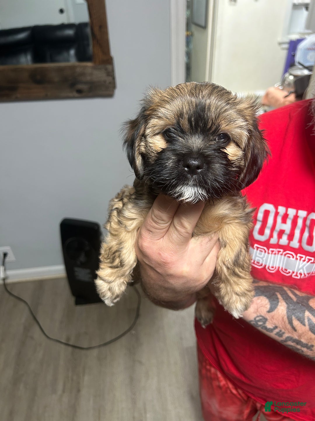 Shih Tzu dogs for sale: Teddy Bear Puppy 3 - Ad 1