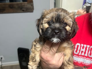 Shih Tzu dogs for sale: Teddy Bear Puppy 3 - Ad 1