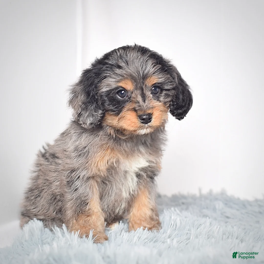 Cavapoo dogs for sale: Ms. Belle - Ad 7