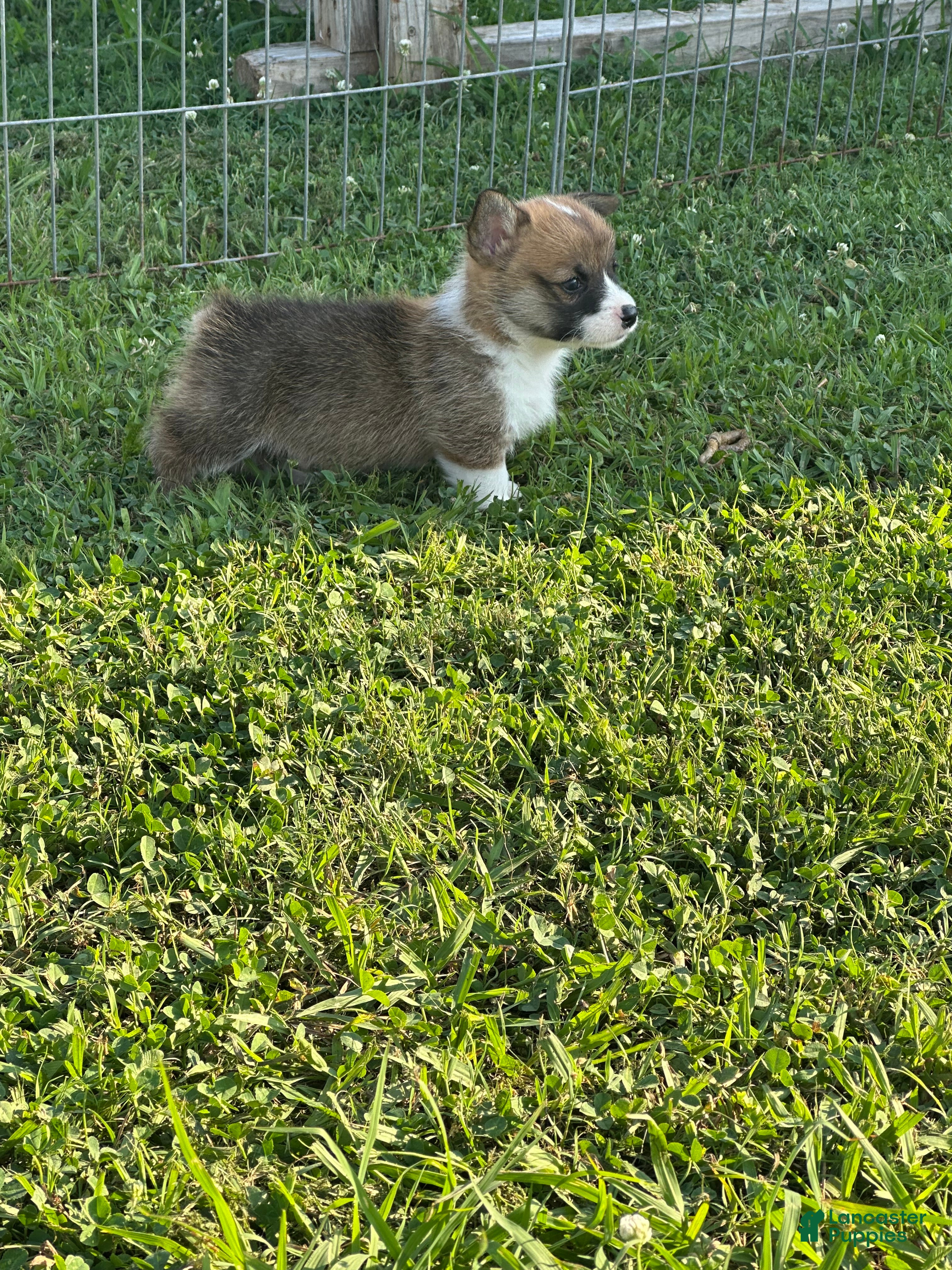 Welsh Corgi Pembroke dogs Welsh Corgi Pembroke Puppy 1 - Ad 20