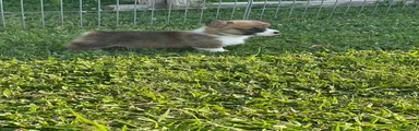 Welsh Corgi Pembroke Puppy 1
