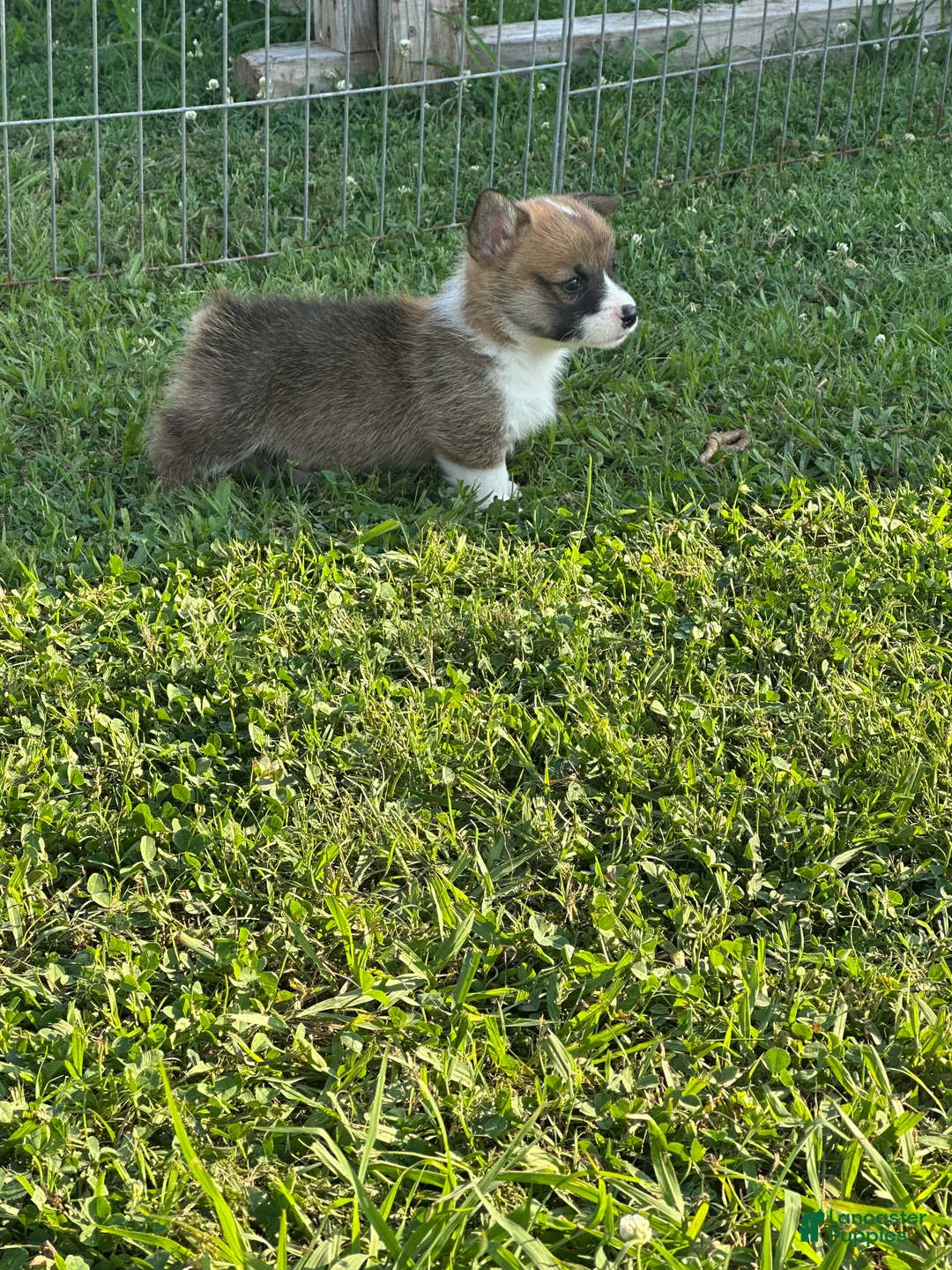 Welsh Corgi Pembroke dogs for sale: Welsh Corgi Pembroke Puppy 1 - Ad 1