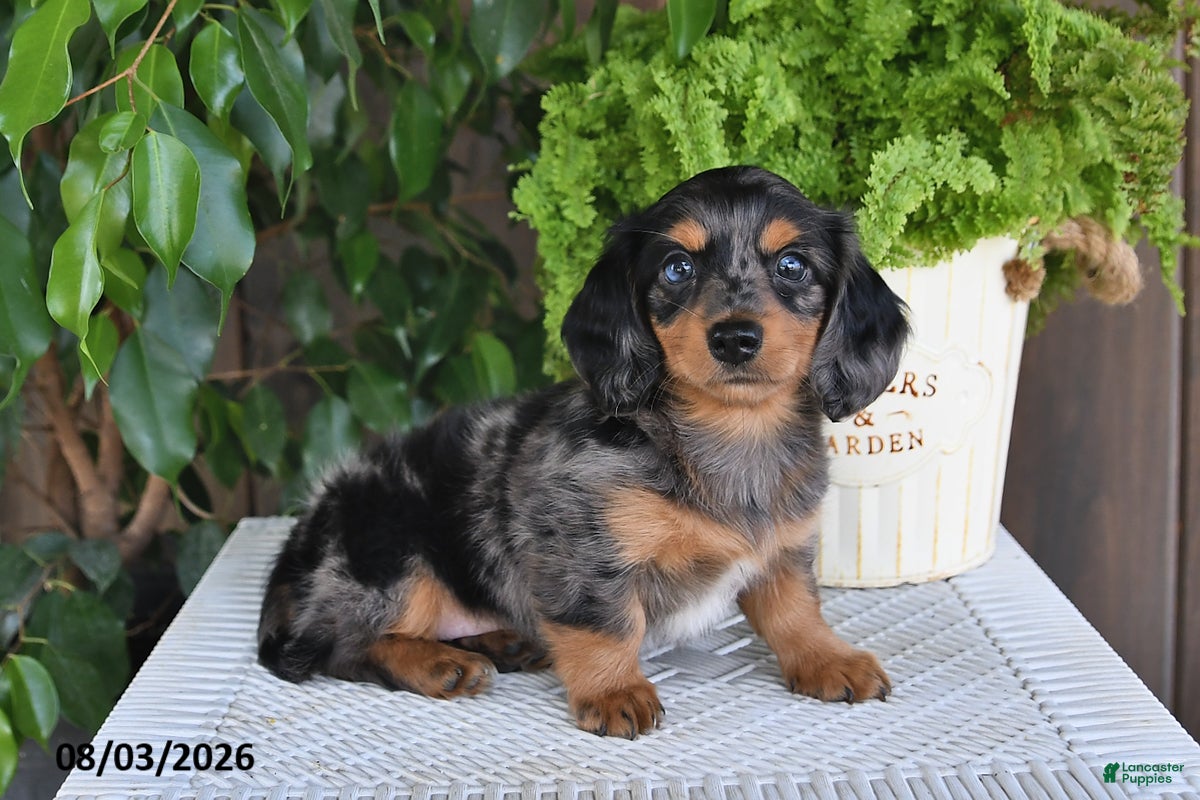 Miniature Dachshund dogs Sophia - Ad 1