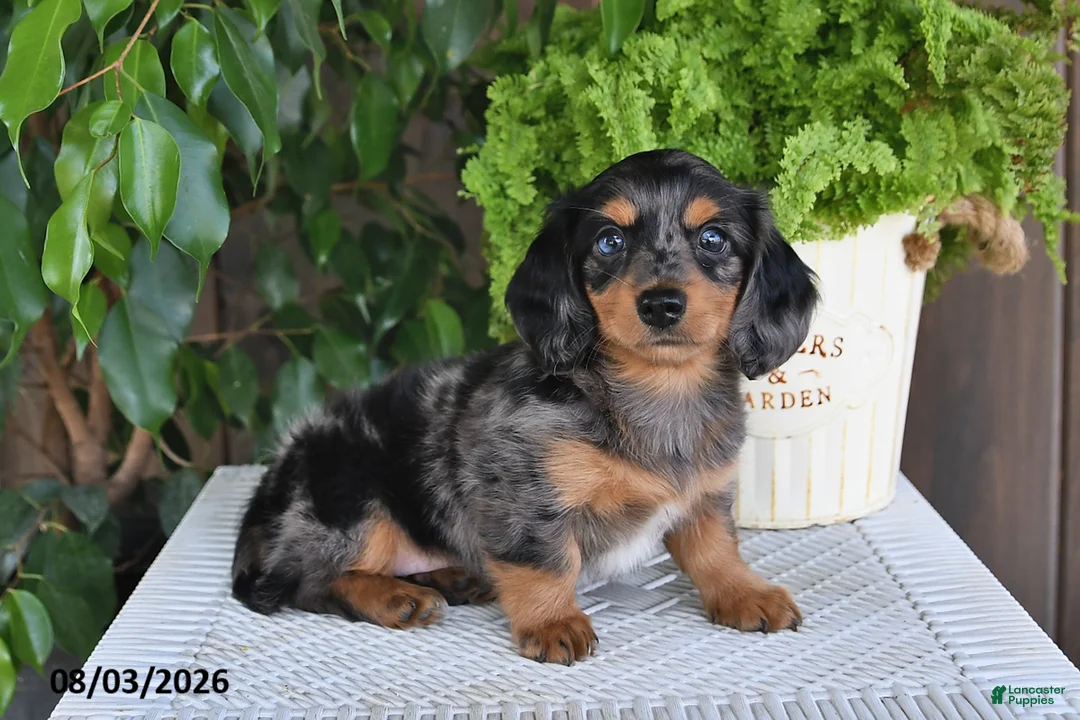 Miniature Dachshund dogs for sale: Sophia - Ad 1