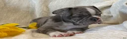 Frenchton dogs for sale: Damon - Ad 6