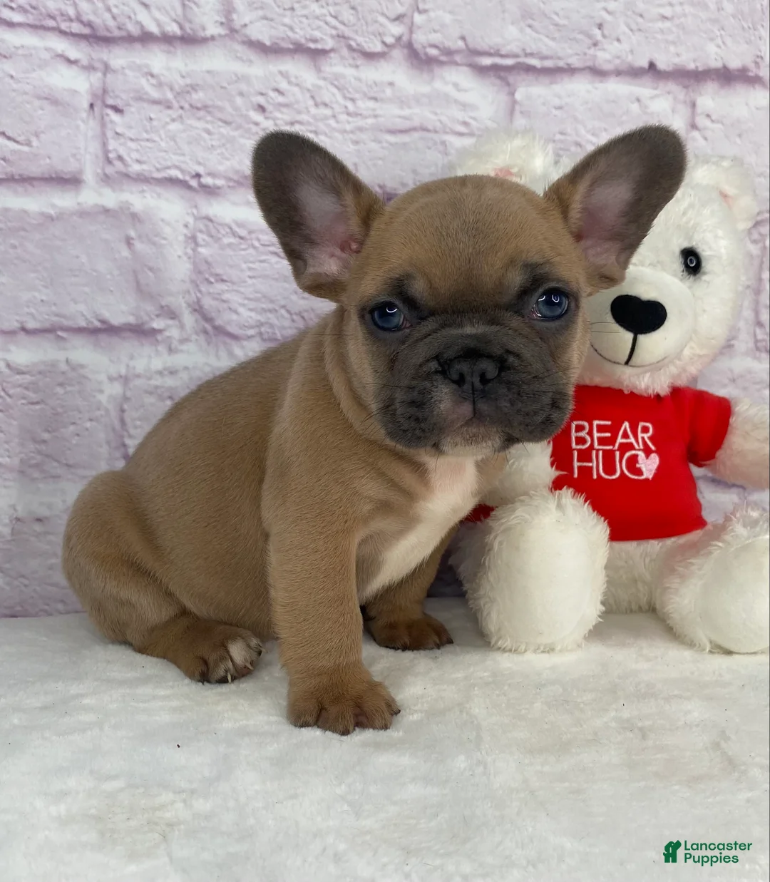 French Bulldog dogs for sale: Bently - Ad 2