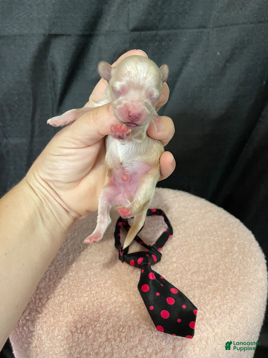 Maltipoo dogs for sale: Maltipoo Boy! Black Tie - Ad 2