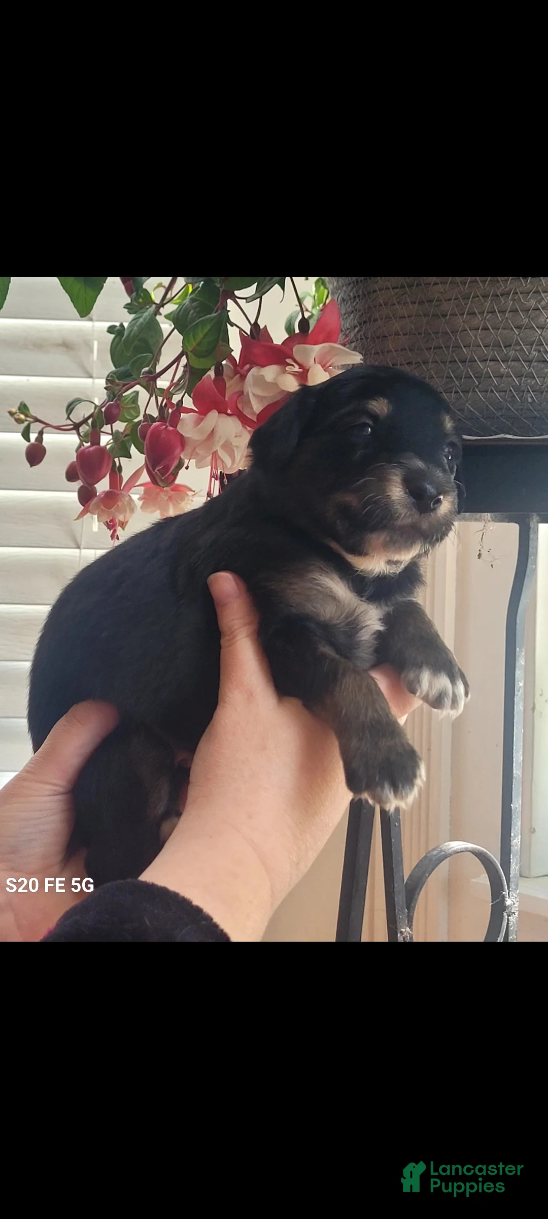 Australian Shepherd dogs for sale: Australian Shepherd Puppy 2 - Ad 2