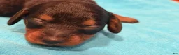 Chiweenie dogs for sale: Chiweenie 3 - Ad 2