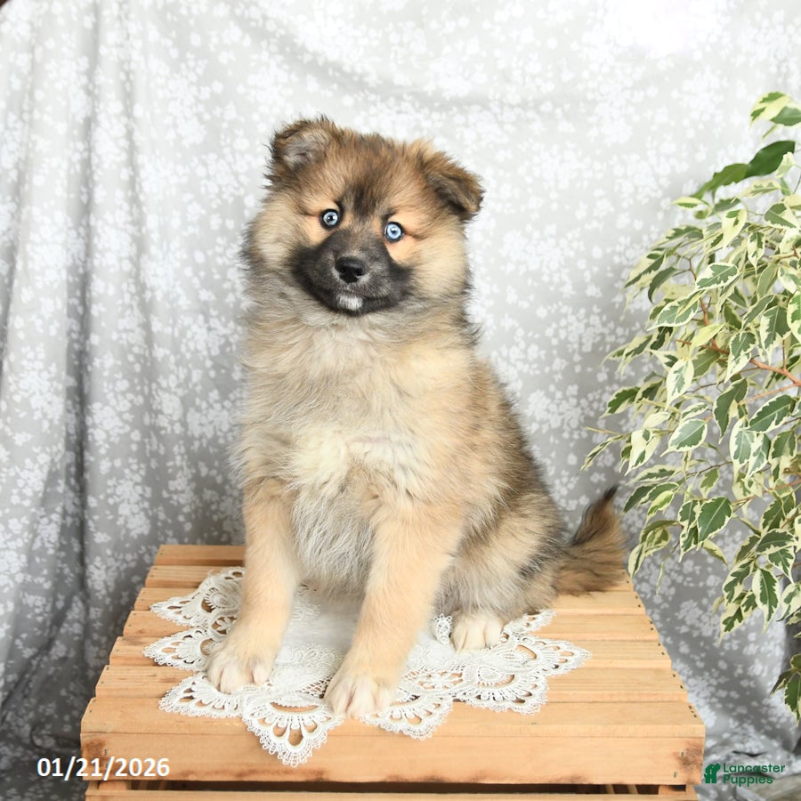 Pomsky dogs Fletcher - Ad 1