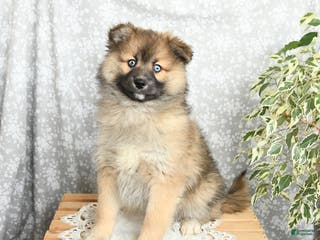 Pomsky dogs Fletcher - Ad 29