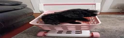 Miniature Poodle dogs for sale: Miniature Poodle 5 - Ad 9