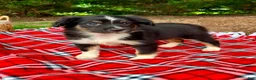Miniature Australian Shepherd dogs for sale: Addy - Ad 7