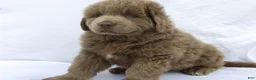 Newfoundland dogs for sale: Newfoundland Puppy 5 - Ad 6