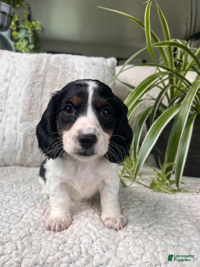 Miniature Dachshund dogs Laddie - Ad 1