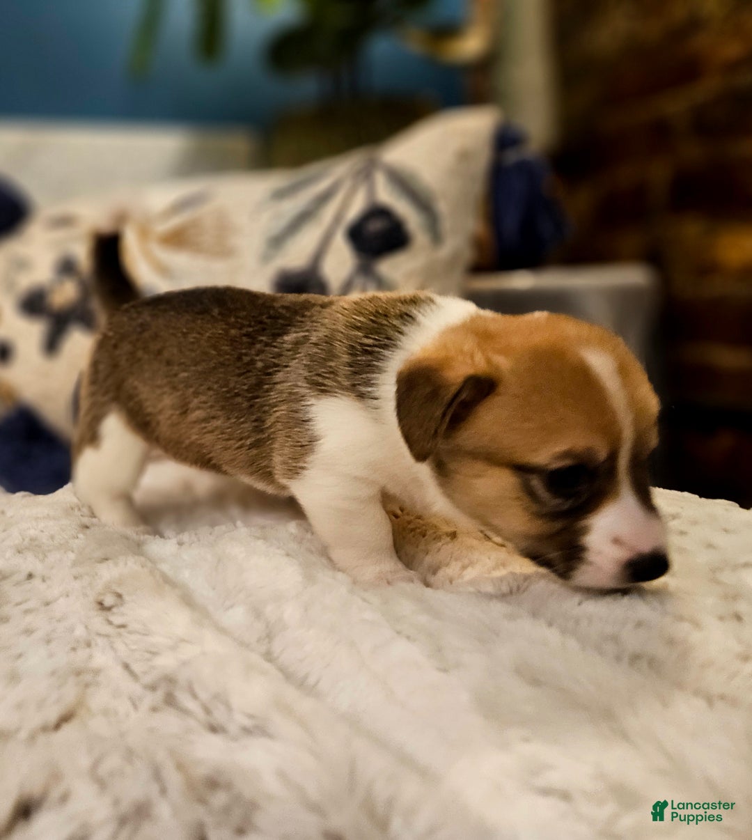 Mixed Breed dogs for sale: Coco - Ad 4