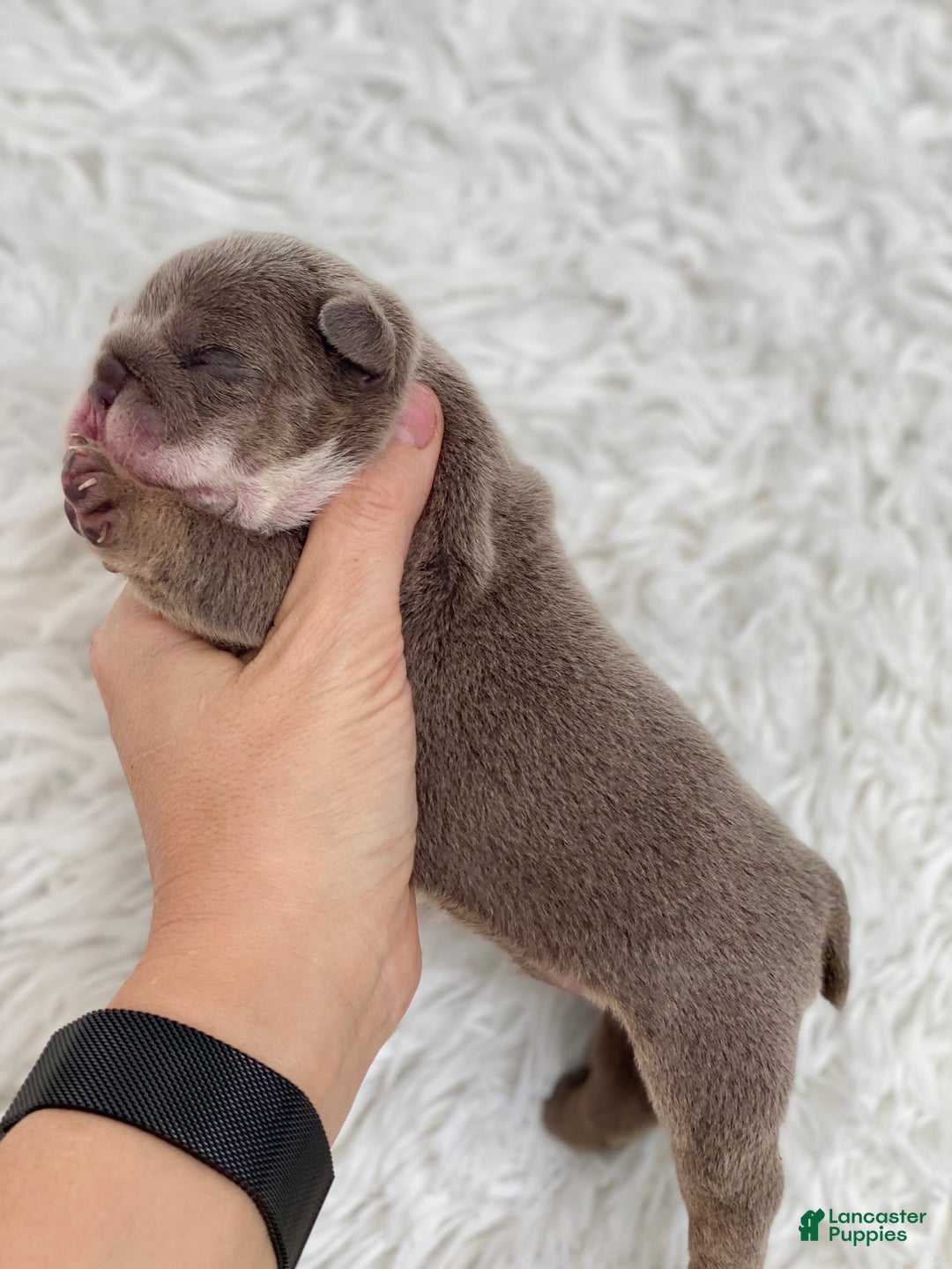 English Bulldog dogs for sale: Elvis - Ad 2