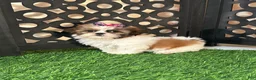 Shih Tzu dogs for sale: Lily Pretty Female Shih-tzu Puppy - Ad 4