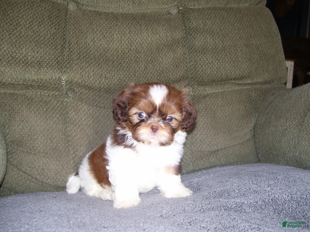 Shih Tzu dogs for sale: Murphey - Ad 5