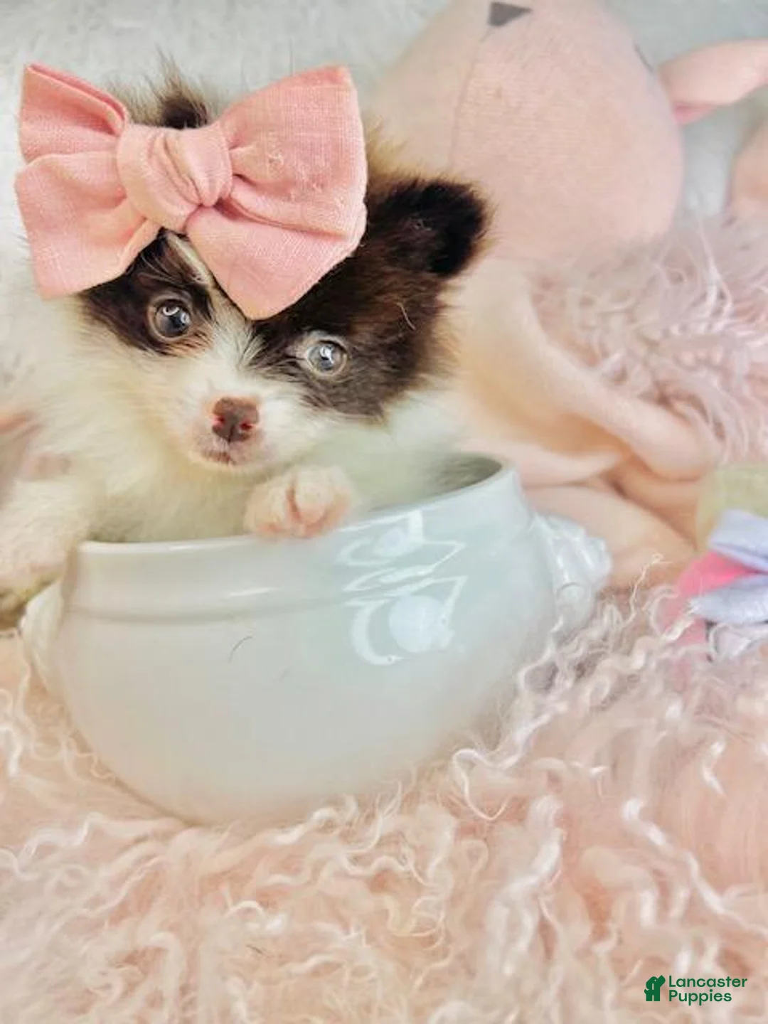 Pomeranian dogs for sale: Pomeranian - Hand Delivery Available. - Ad 1