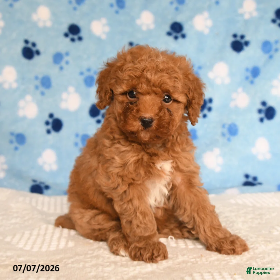 Mixed Breed dogs for sale: Biscuit - Ad 1
