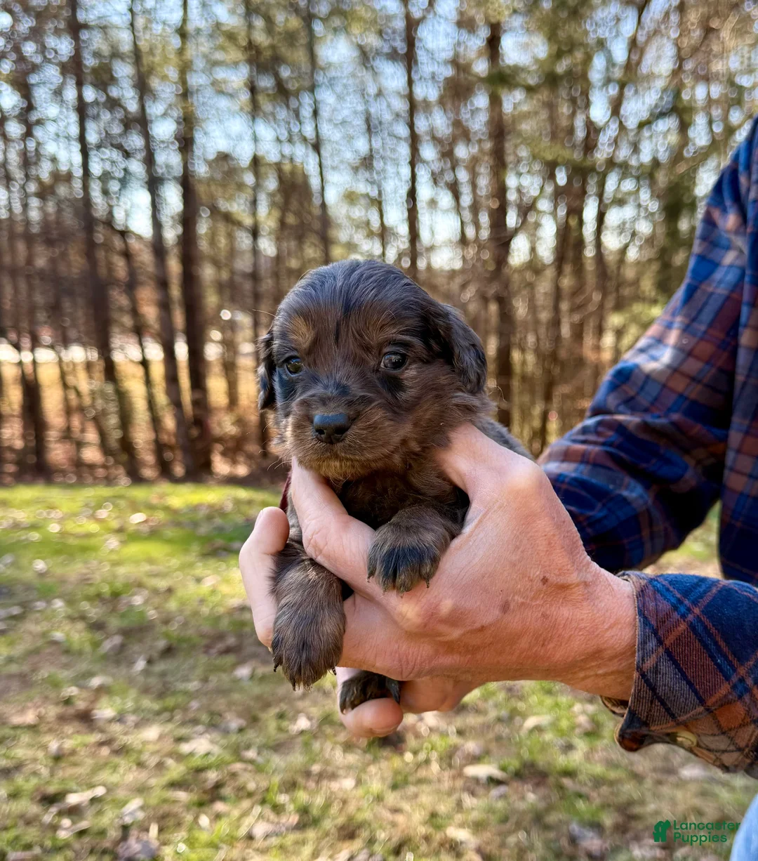 Goldendoodle dogs for sale: Goldendoodle Puppy 3 - Ad 3