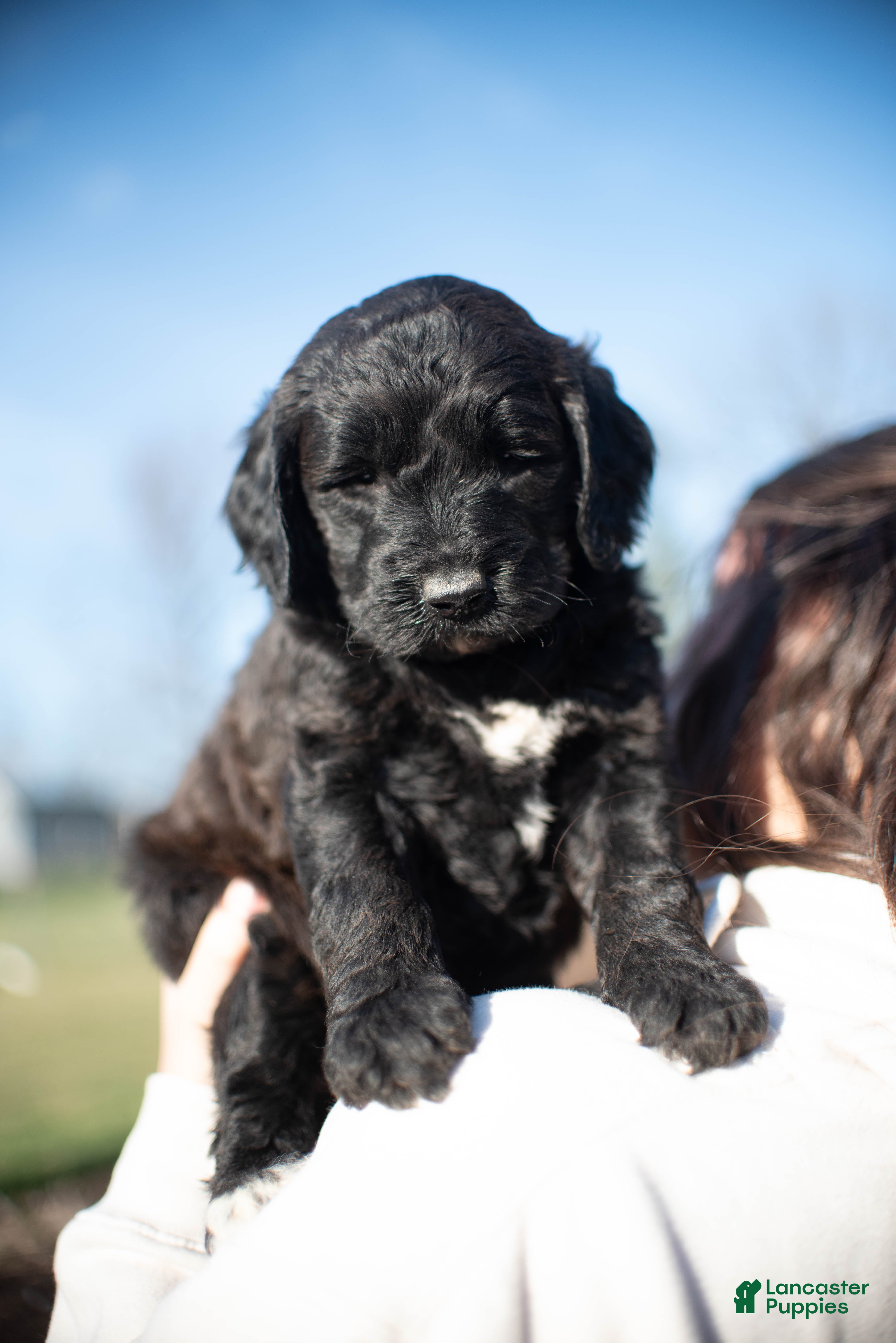 Goldendoodle dogs Tulip - Ad 2